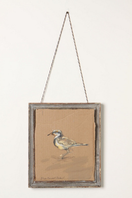 Black Fronted Dotterel, 2010-Black Fronted Dotterel, 2010