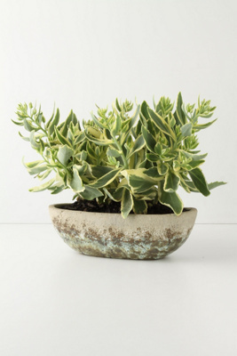 Umbellifers Herb Pot, Large Bowl