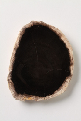 Petrified Wood Trivet