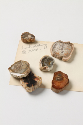 Petrified Wood Magnets