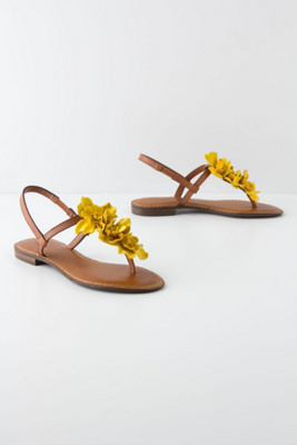 Solandra T-Straps