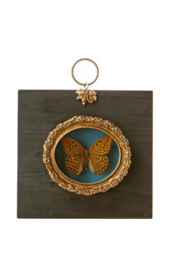 Butterfly Shadowbox, Laodice