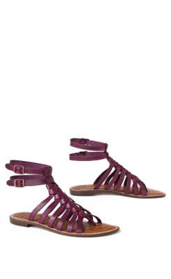 Plum Tree Gladiators