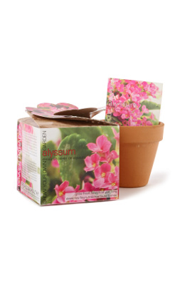 Grow Your Own Garden, Alyssum