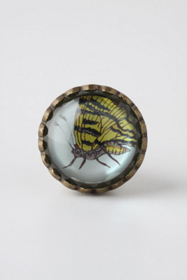 Entomology Knob, Butterfly