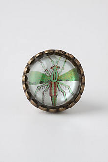Entomology Knob, Dragonfly