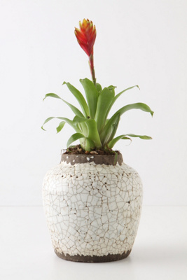 Ivory Epoch Pot, Small