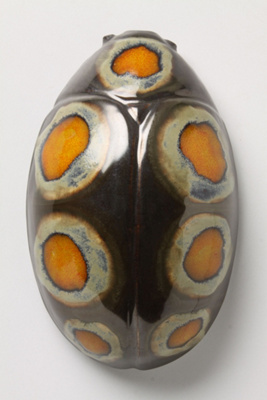 Spotted Beetle By Thomas Eyck