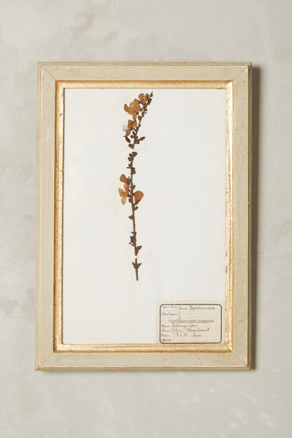 Pressed Herb Wall Art | Anthropologie