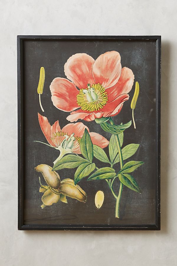Slide View: 1: Botanical Specimen Print