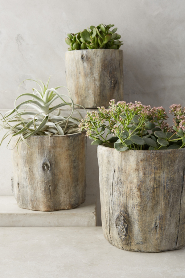 Tree  Trunk Planter  Anthropologie  Tree  Trunk Planter  Anthropologie