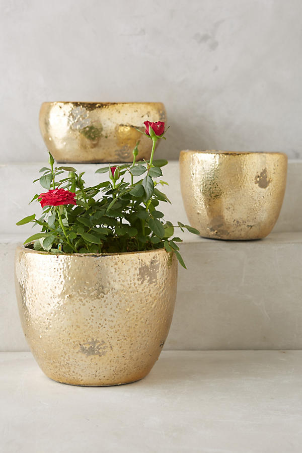 Aureate Pot