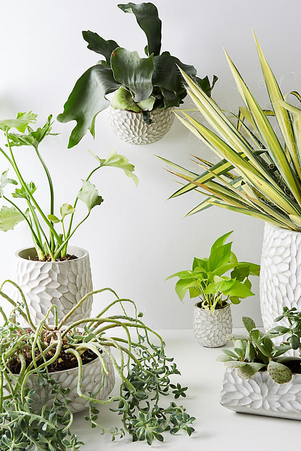 Slide View: 1: Chrysanthemum Pot