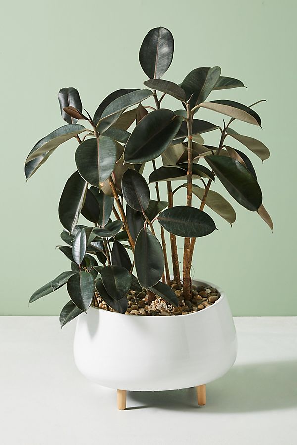 Slide View: 1: Oversized Ceramic Planter