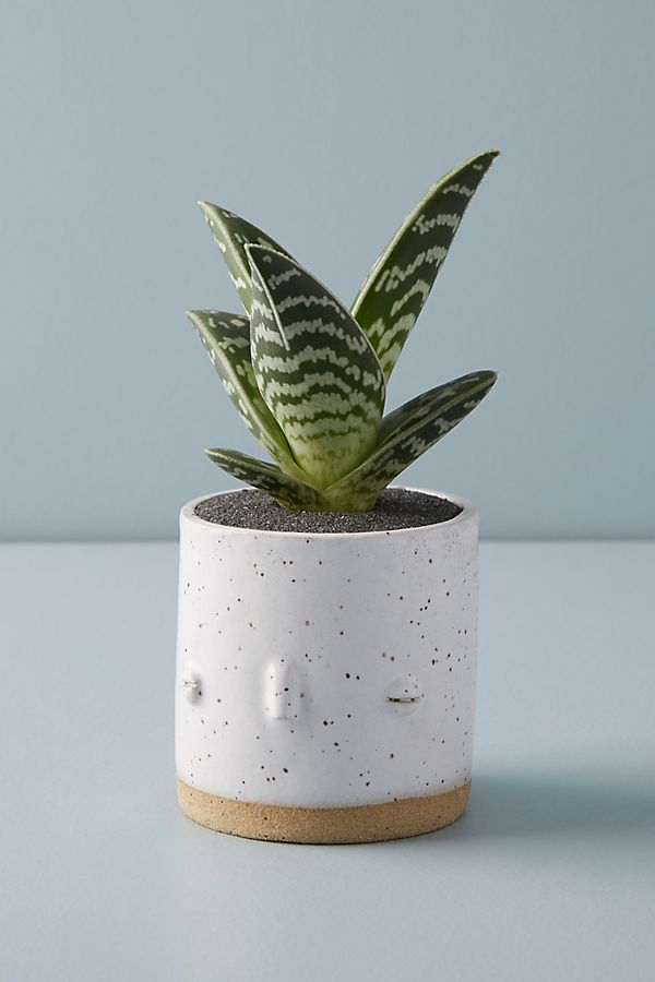 Slide View: 1: Face Planter