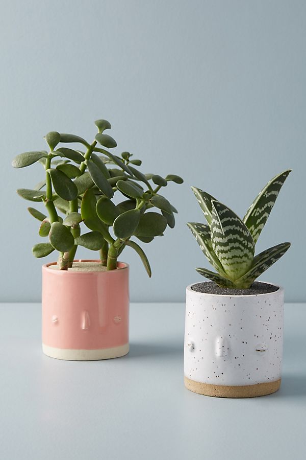 Slide View: 1: Face Planter