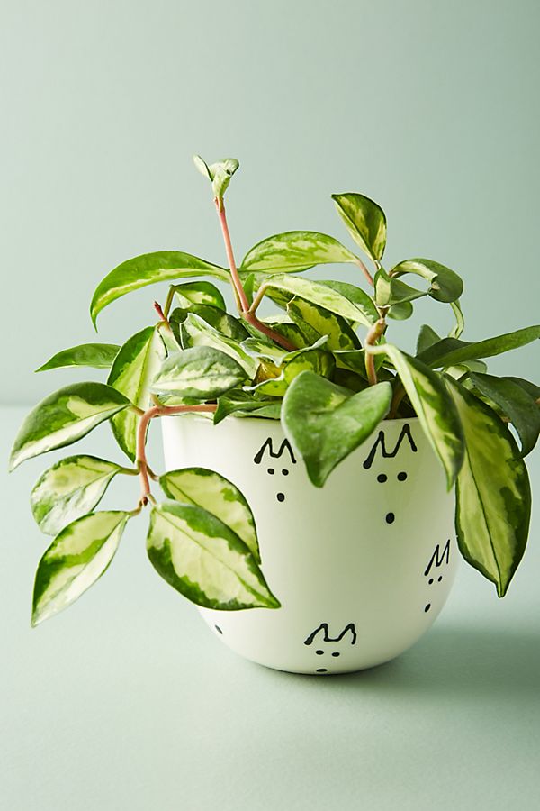 Slide View: 1: Finca Planter