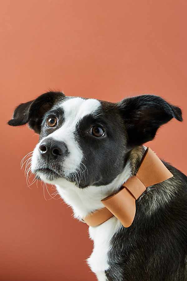 Slide View: 1: Leather Bow Tie Dog Collar