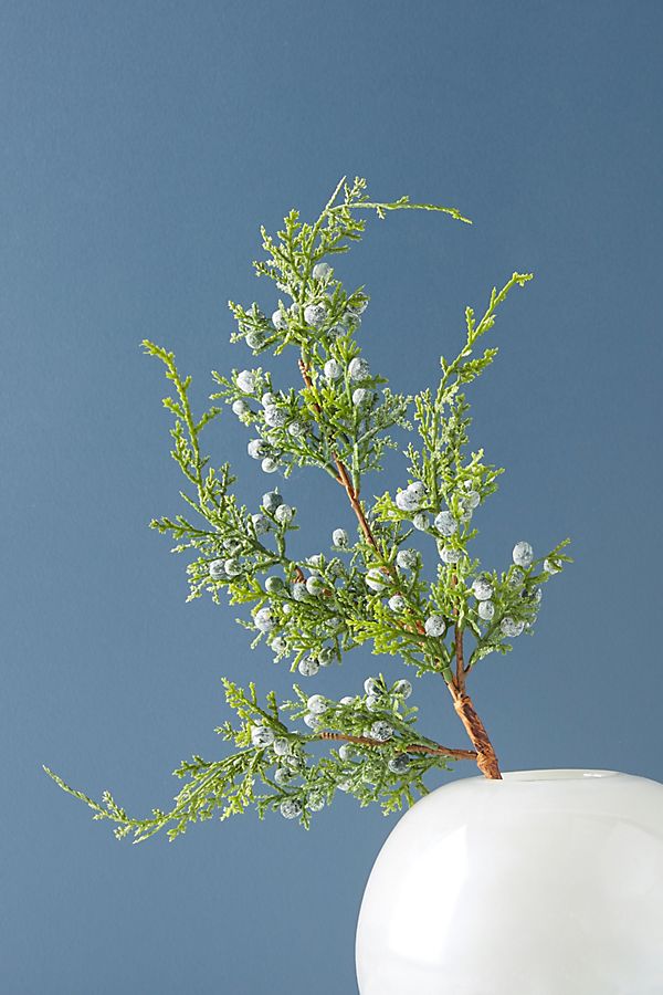 Slide View: 1: Juniper Branch