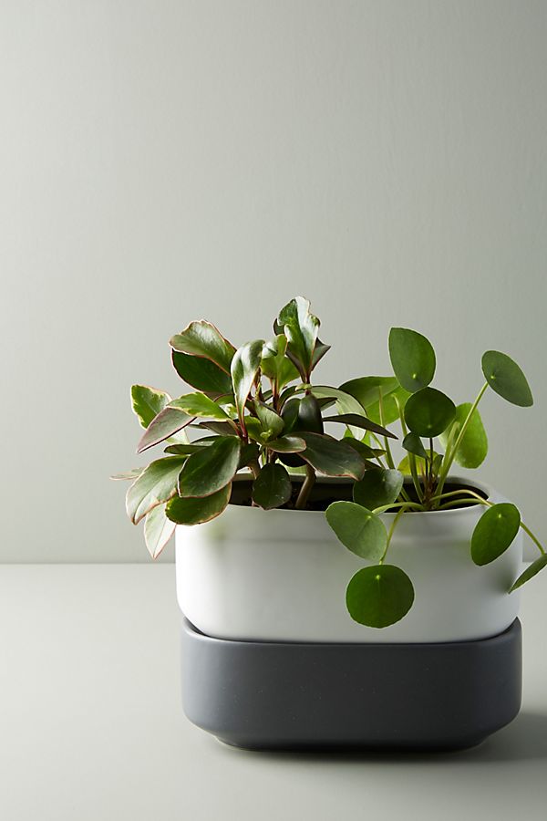 Slide View: 1: Chef'n Self-Watering Herb Planter