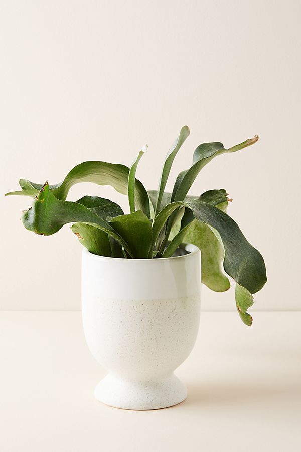 Slide View: 1: Laney Pot