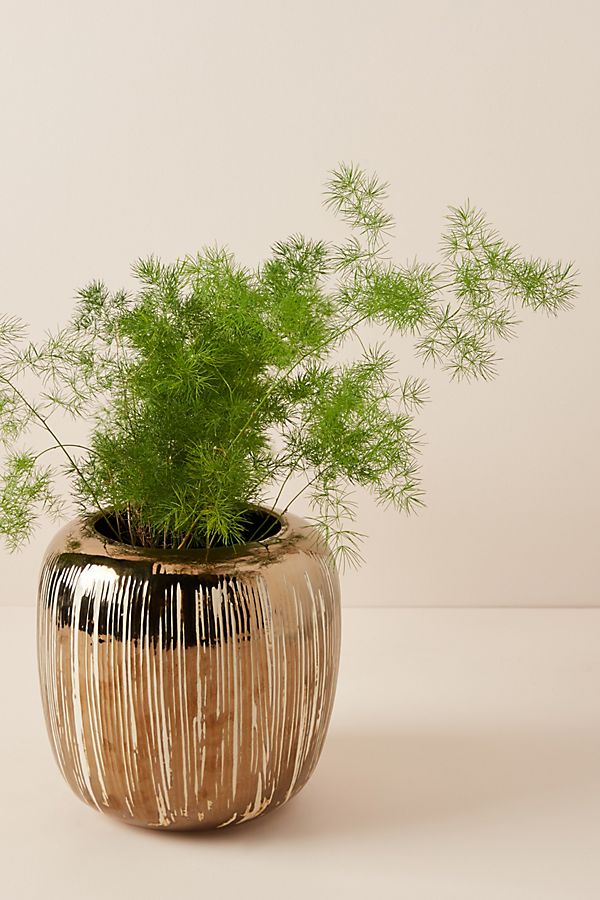 Slide View: 3: Copper-Striped Pot