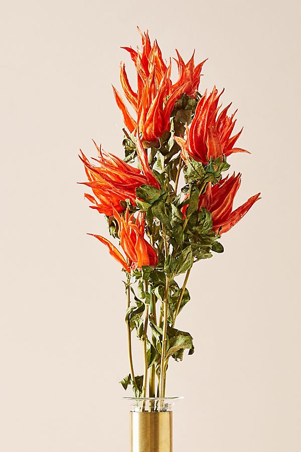 Slide View: 1: Preserved Indian Paintbrush Bouquet
